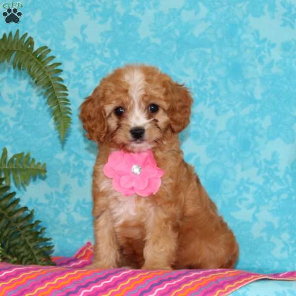 Katrina, Cavapoo Puppy